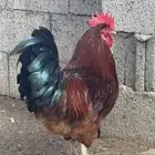 للبيع بيض دجاج فرنسي مخصب