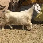 شاه جرم صنف