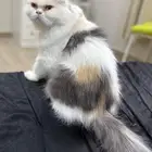 سكوتش فولد