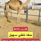 عجم ضروبه بنت شاهين ابن زيتون