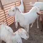 معزا للبيع عدد 11 معهن وحده مطفل