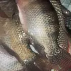 سمك بلطي