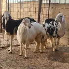 طليان جذعان فاخره