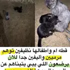 قطه واولادها للتبني