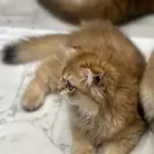 قط سكوتش فولد لونق هير