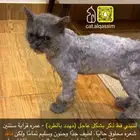 قط ذكر للتبني