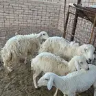 ضان للبيع