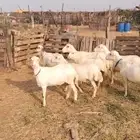 ضان بلدي فواخر