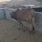 عجول حسلان بلدي من انتاج حلالنا