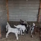 خمس معزا يتبعها عشره