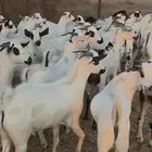 تيوس مناسبات وعقايق بالقنفذة