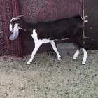 ثنية دافع بكر