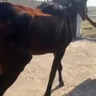 حصان انجليزي