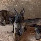 جراء مالينو