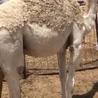 قعود مفرود للبيع