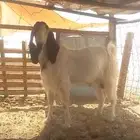جذع او ثني مشروك مصري ببرقوت