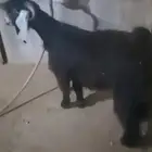 تيس عارضي صنف الصنف