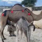 خلفه حمرا حليب اكبر طاسه