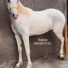 مهره من النوادر جميله اللون والعين كرستال الصلاة ع النبي