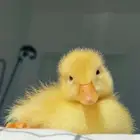 بطه صغيرة كيوت