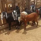 تيوس وجفار