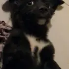 كلب صغير حجمه من اصل فرنسي تبني