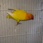 للبيع فيشر انثى