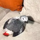 فرخ كاسيكو للبيع