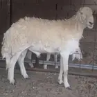 فحل حري صنف فاخر