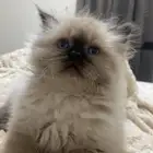 قط صغير همالايا للبيع