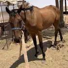 حصان انقليزي
