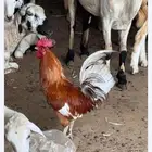ديوك بلدي
