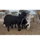 فحل ساكني صنف معرف