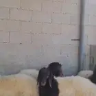 رخال نعيم مقان او ذبح لون دبس ظهور طيبه