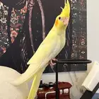 كروان اليف وعدد