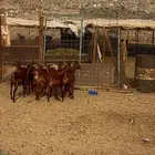 جفار محايلية دهم