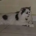 قطط للتبني