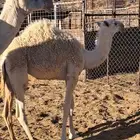 بكره مفروده مزاين