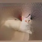 قطة للبيع