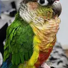 كنيور يلو سايد ذكر للانتاج للبيع أو للبدل