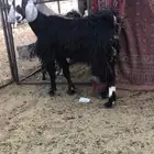 شاه حليب سديس كفو