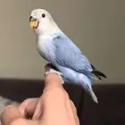 ببغاء روز