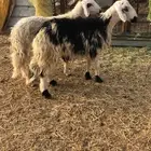 خروفين بلدية كفو