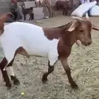 تيس بلدي. تم البيع خارج الحراج