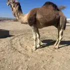 بعير حمر تمامي