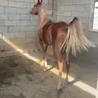 مهره شقراء العمر سنه تمتلك راس جميل لعوبه وشوال وشخره