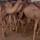 حشو مستورد