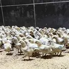 صوص دجاج بلدي للبيع