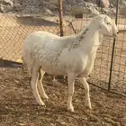 طلي فحل