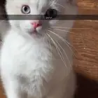 قطط لتبني